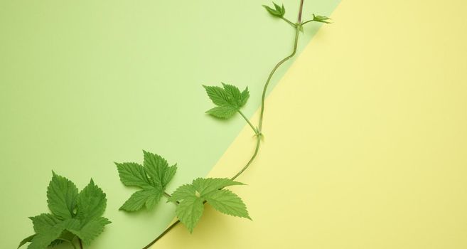 Branch of wild grapes with green leaves on a green paper background
