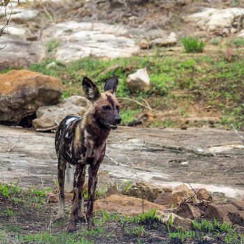 African wild dog in Kruger National park, South Africa