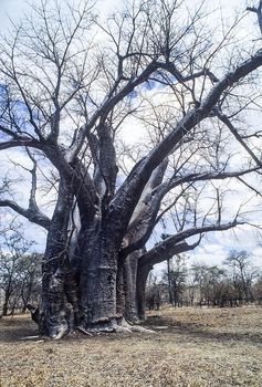 baobab, Africa