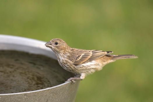 Small sparrow at bird bath.