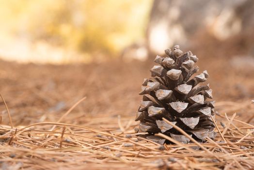 Dry pine cone on forest ground in daylight