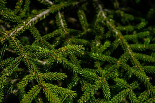 Green branches of fir tree 