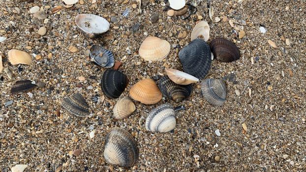 eleven colorful shells on the sand