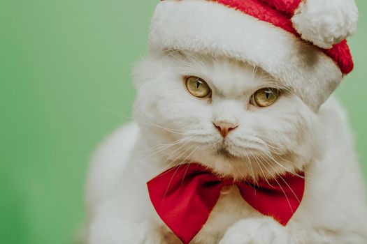 Festive portrait of white cat in red bowtie and Santa hat on green chromakey background. Studio. Luxurious isolated domestic kitty.