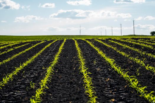 Rows of young corn shoots on a cornfield. Agriculture. Growing sweet corn.