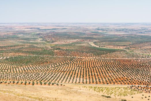 Views of cultivated fields fields with olive trees on a plain