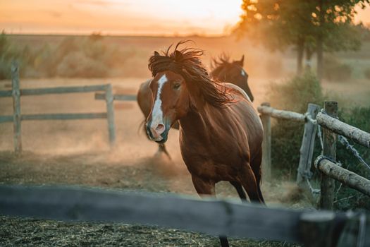Galloping run in sunset or sunrise light. Beautiful young horses run in the corral on ranch. Animal, farm concept