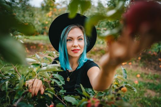 Blue haired woman picking up ripe red apple fruits from tree in green garden. Organic lifestyle, agriculture, gardener occupation