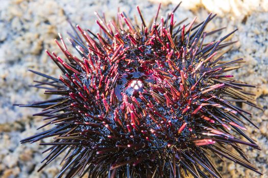 black and red sea urchin