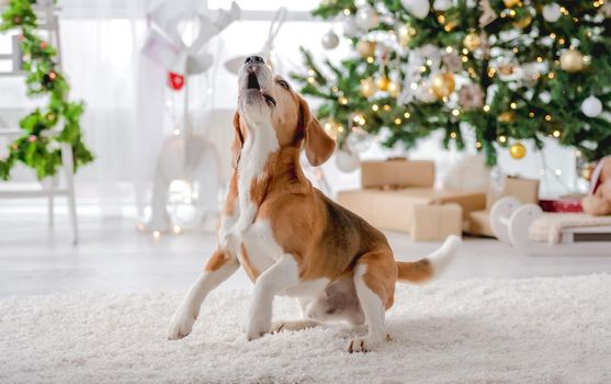Beagle dog in Christmas time