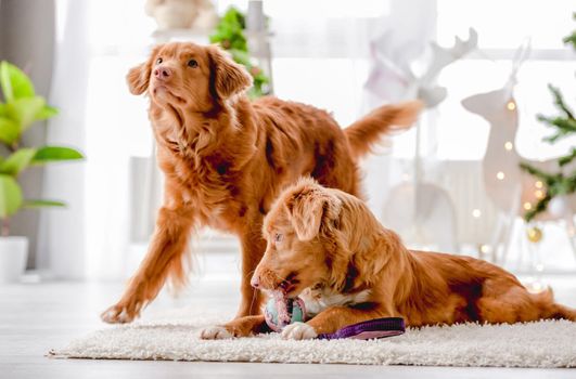 Toller retriever dogs in Christmas time