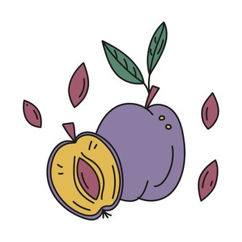 Vector illustration of plum whole and cut with pits in doodle style.