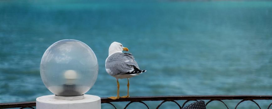 Seagull sits on an iron fence against the background of the sea.