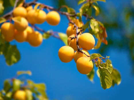 Health, sustainability and nutrition yellow plums growing in nature on farm or orchard. Organic, tasty fruit on tree, natural and ready for picking and enjoyment. Flavor, healthy source of fiber
