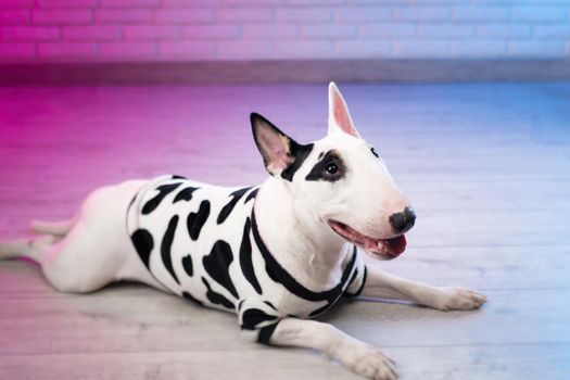 a white bull terrier in spotted dog clothes against a brick wall in neon pink and blue tones