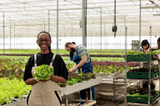 African american greenhouse worker holding freshly harvested salad grown in modern greenhouse