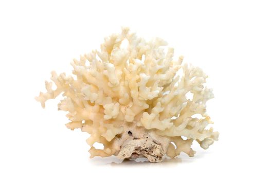 Image of dead white coral cubes on a white background. Undersea Animals.
