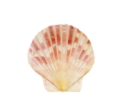 Image of decatopecten amiculum sea shell isolated on white background. Undersea Animals. Sea Shells