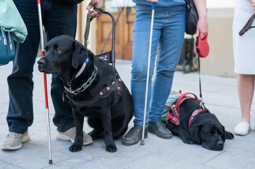 Black Labradors work as guide dogs for blind people.