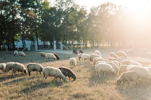 Flock of sheep grazes on a lawn near a wooden fence