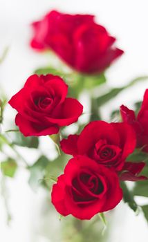 Tender bouquet of red roses, floral gift and beautiful flowers