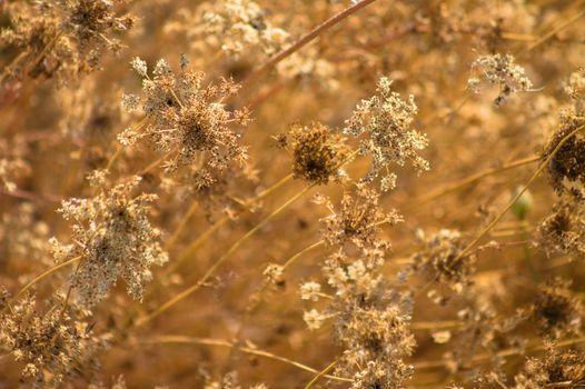 Closeup of autumnal dried brown wild carrot flowers with selective focus on foreground