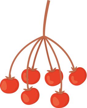 Red rowan berries branch. Autumn harvest concept.