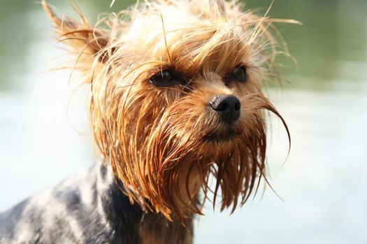 Wet funny puppy yorkshire terrier after swimming