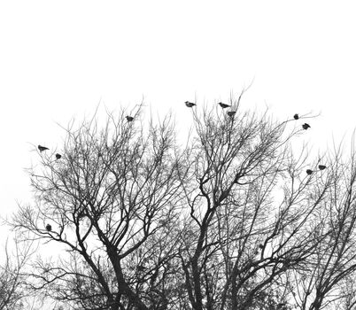 Silhouette of Black bird Crow on a tree