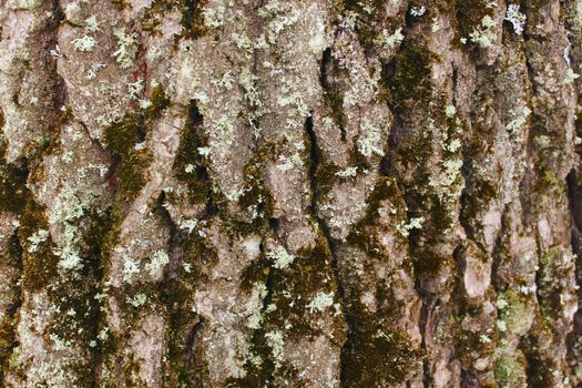  Oak Tree Bark under Moss