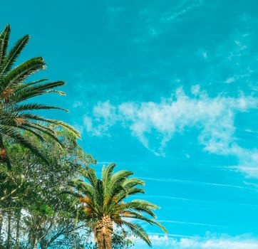 Palm tree beach background, summertime travel