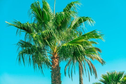 Palm tree beach background, summertime travel