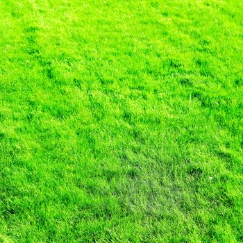 Grass field background, perfect backyard lawn