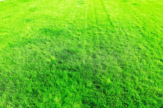 Grass field background, perfect backyard lawn