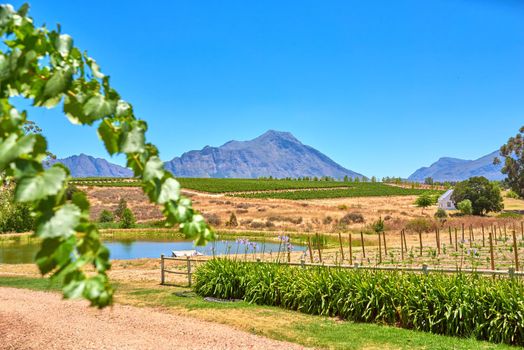 Home of South African wine. Photo from wineyards of the Stellenbosch district , Western Cape Province, South Africa.