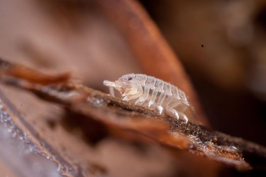 A brown spotted woodlouse photohraphed in nature