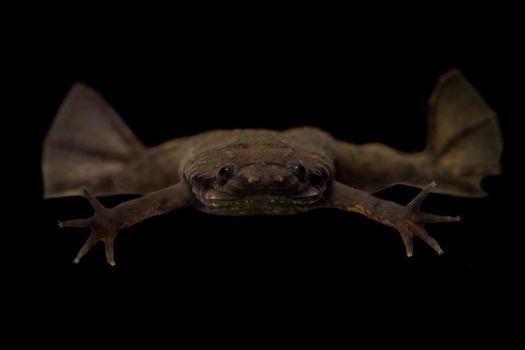 A Carvalho's Surinam toad on black background