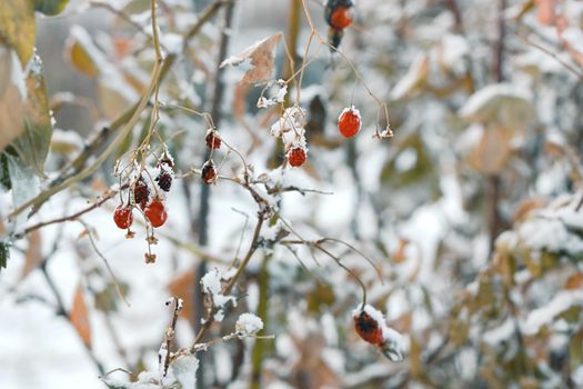 Red frozen berries on faded bushes with first snow, natural wintry background, winter season onset concept