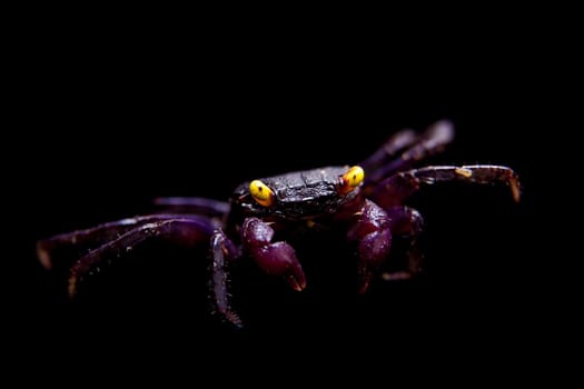 Little Purple Vampire Crab isolated on black