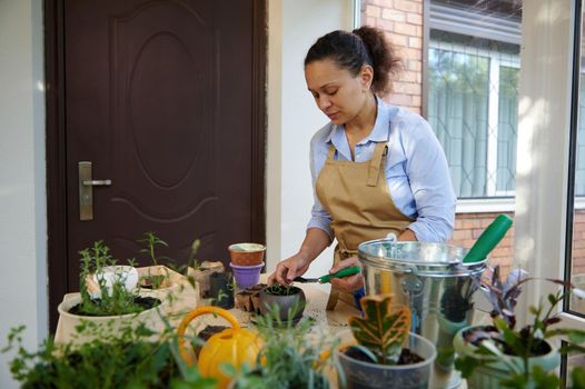 Serence woman in beige apron enjoying floriculture, plants transplanting and household chores. Houseplants on foreground