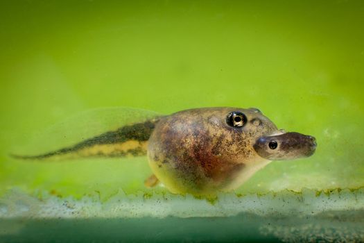 The Brazilian horned frog tadpole eats other tadpole
