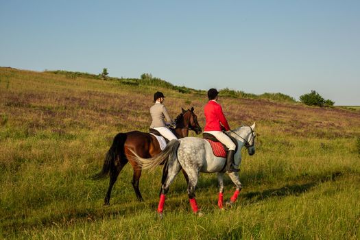 Horseback riders. Two attractive women ride horses on a green meadow