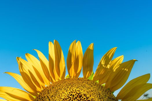 Half of a sunflower flower against a blue sky. The sun shines through the yellow petals. Agricultural cultivation of sunflower for cooking oil.