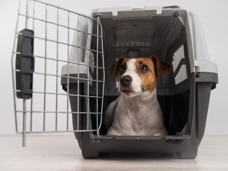 Jack Russell Terrier dog inside a cage for safe transportation with open door.