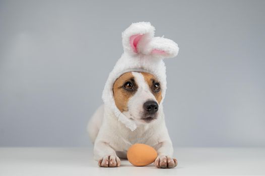 Jack Russell Terrier dog in bunny ears lies with an egg. Copy space.