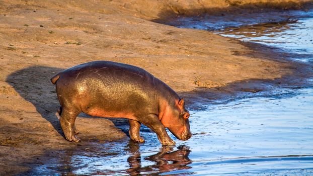 Hippopotamus in Kruger National park