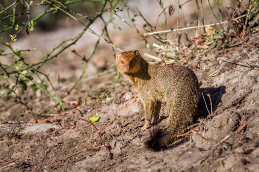 slender mongoose in Kruger National park, South Africa
