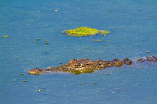 Nile crocodile in Kruger National park, South Africa