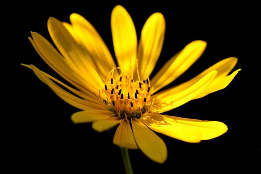 yellow flower in backlit with black background
