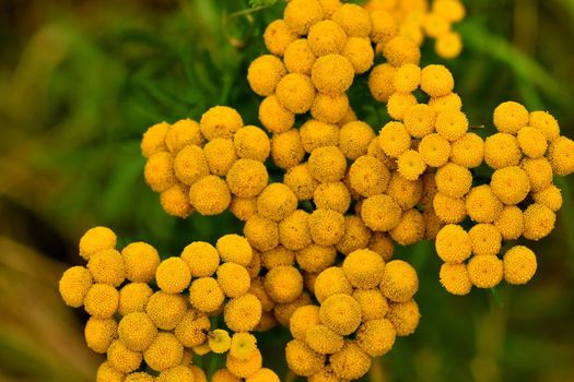 common Tansy, medicinal herb with flower in summer